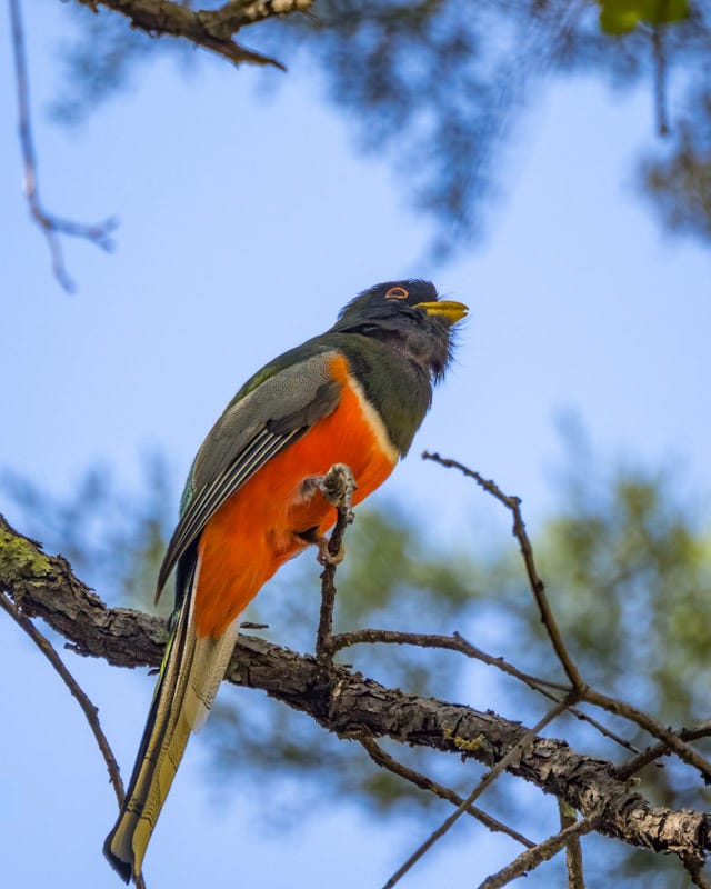 20260422-Chiricahuas-52-Edit.jpg