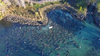 Hundreds of manatees crowd Three Sisters Springs in Florida to escape the cold Hundreds of manatees crowd Three Sisters Springs in Florida to escape the cold