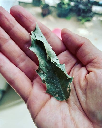 Hoja de Congorosa (Maytenus ilicifolia)