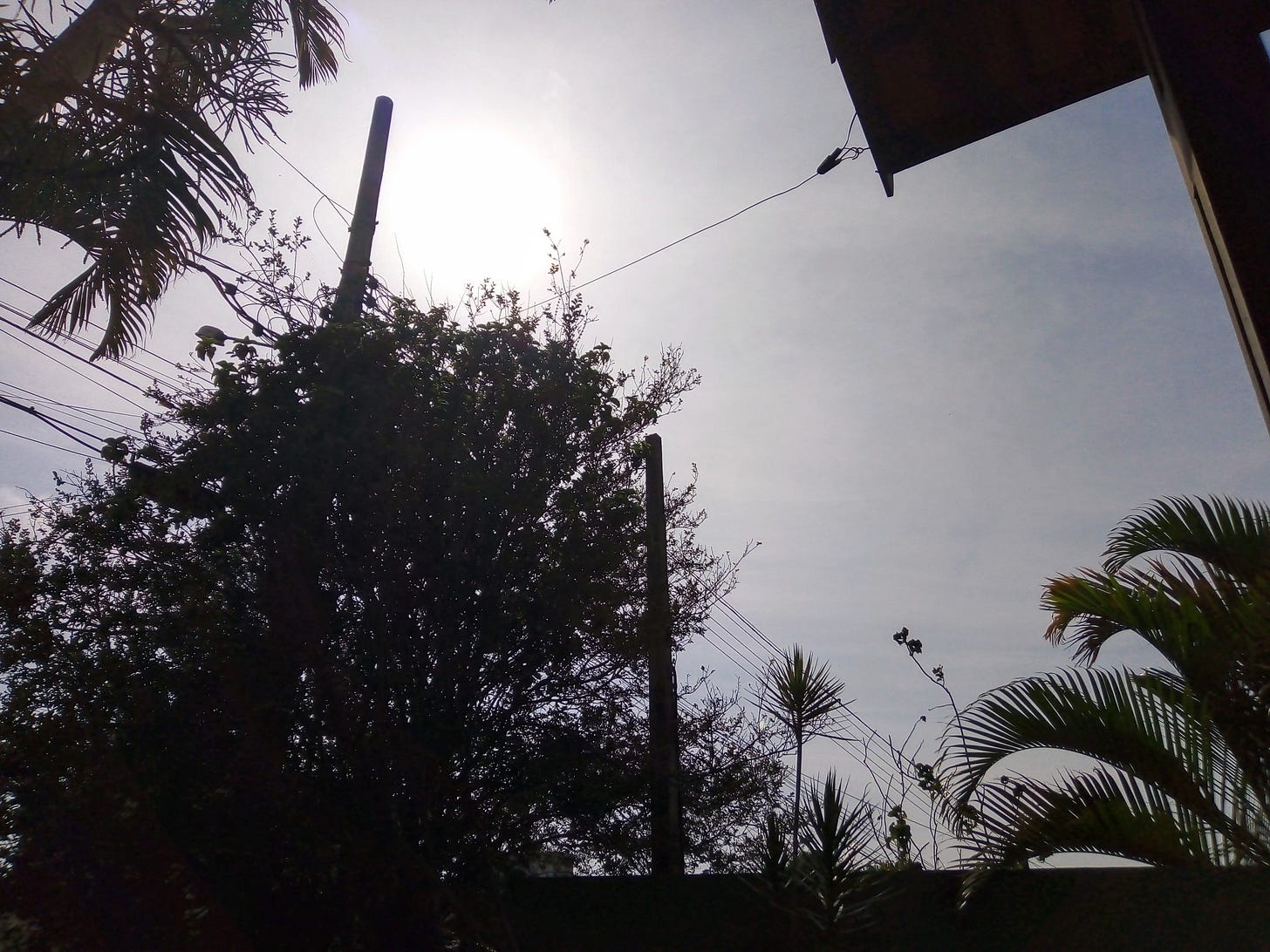Folhas de palmeira, árvores e fios elétricos. Fotografia tirada contra a luz.