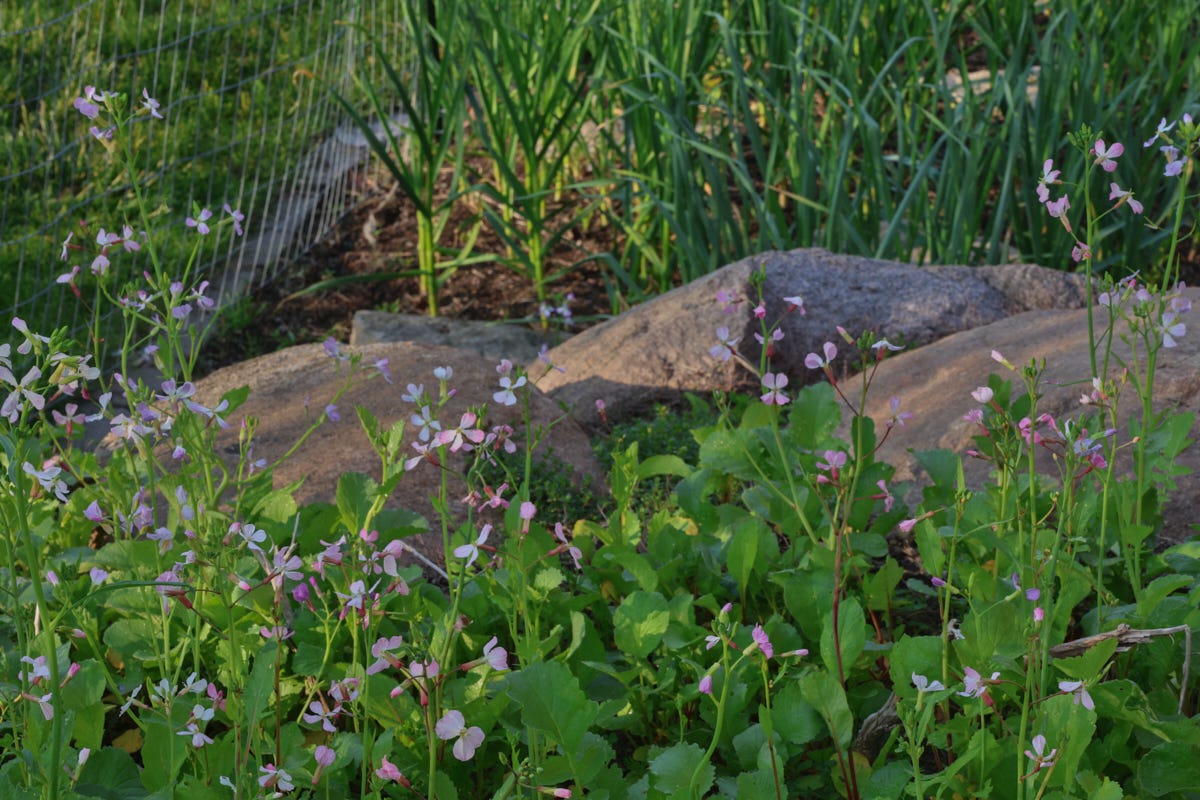 flowering radish plants with garlic plants in the background