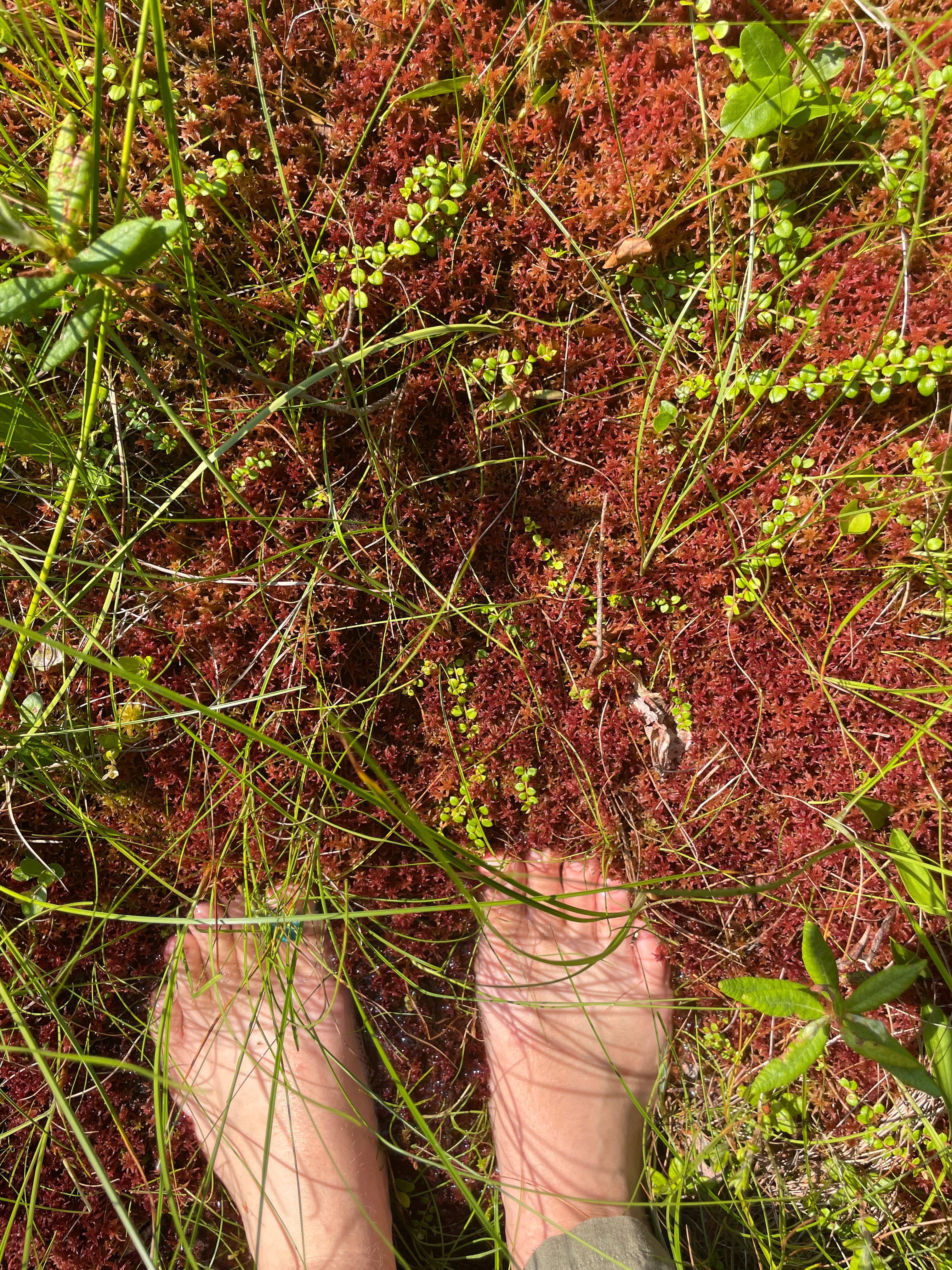 Red Color Bogs Bog vs. Fen - by Marie Burdett - The Foraged Fruit