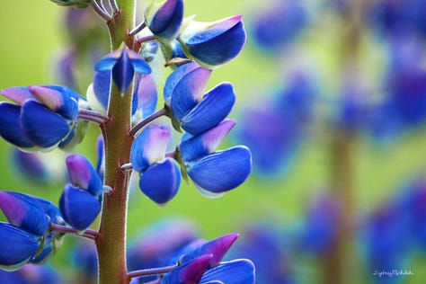 A series of three images zooms in on the purple blossoms of a wild lupine.