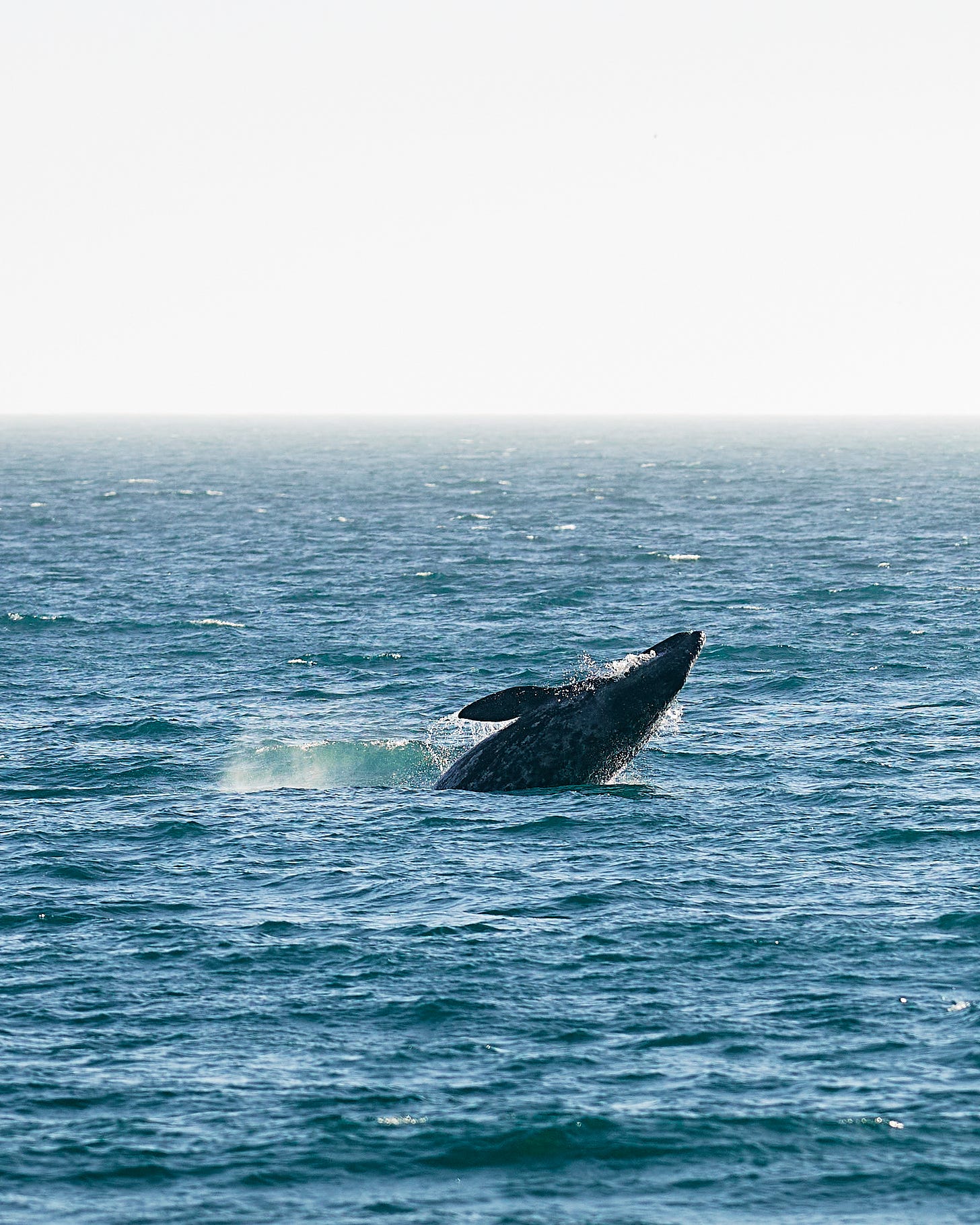 Whale jumping out of the Pacific Ocean