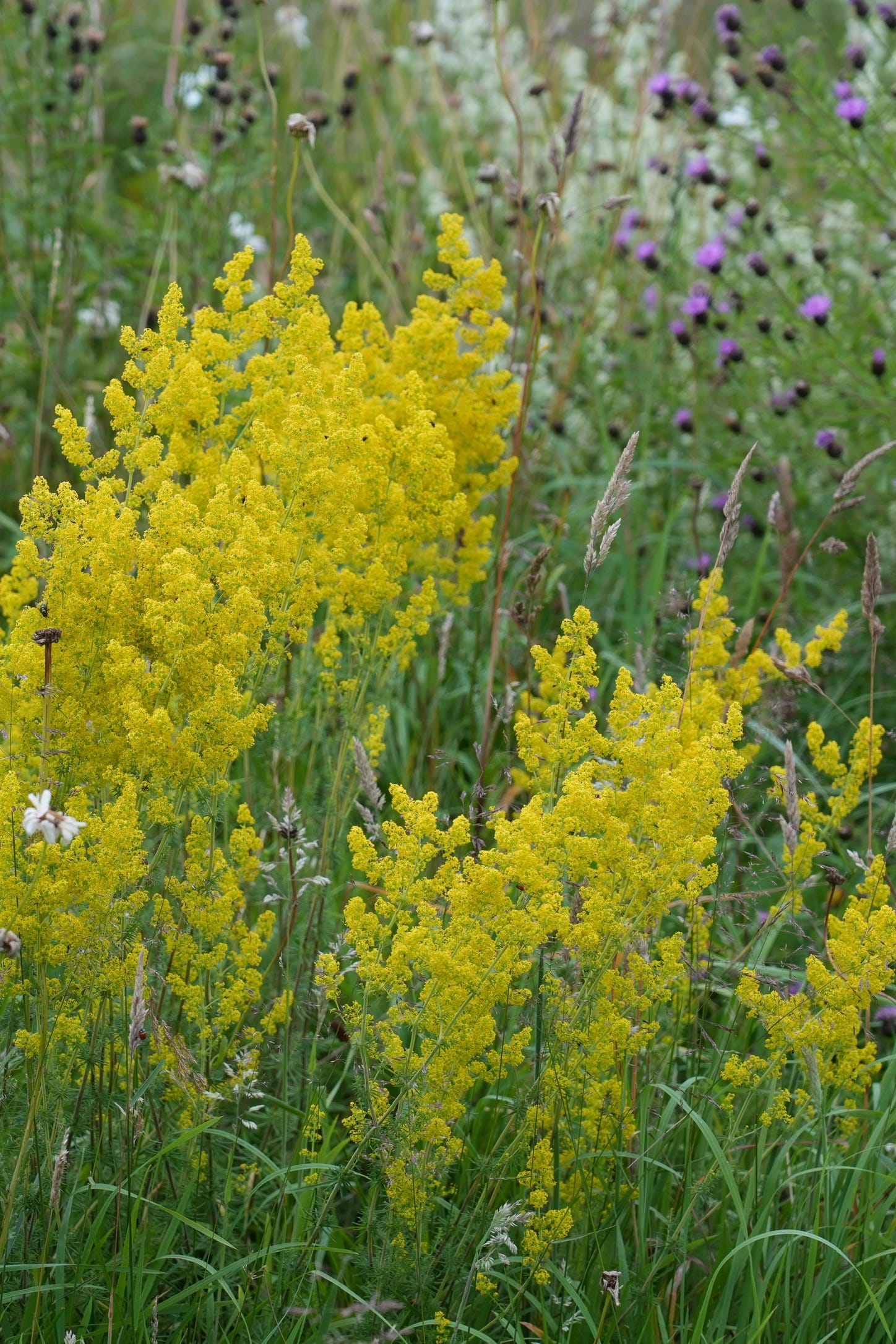 Galium verum | lady's bedstraw Galium verum | lady's bedstraw