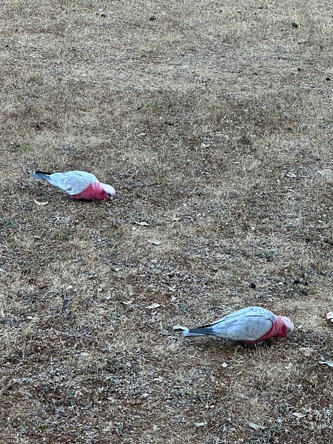 Australia wildlife