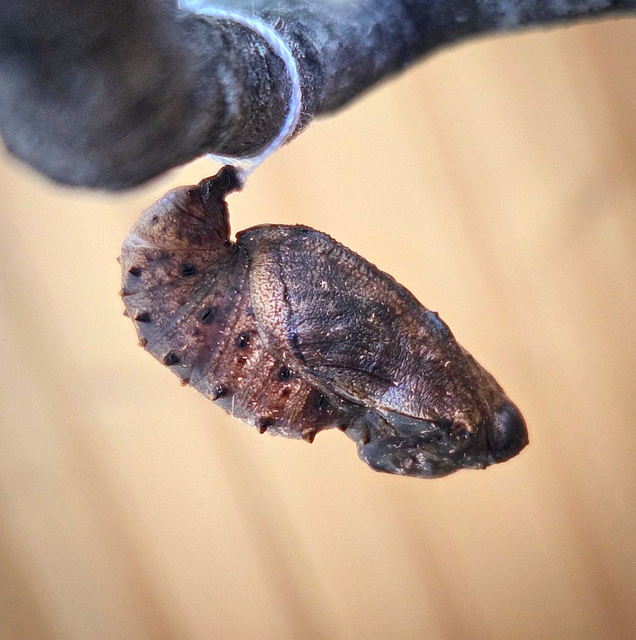 A Great Spangled Fritillary chrysalis tied to a string.