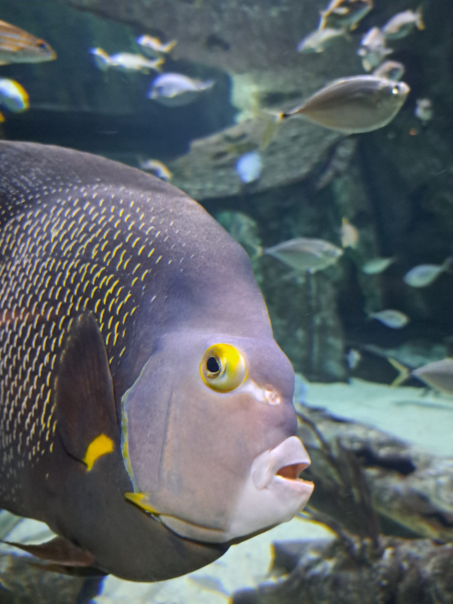 Blue angelfish in a tank at the North Carolina Aquarium in Pine Knoll Shores, NC. The fish is looking askance at the viewer. Mostly blue-gray in color, the fish has touches of bright yellow marking the fins and scales, with a heavy dollop of yellow around the eye. The mouth, slightly open in the way of fishes, has a sort of white clown-makeup effect around it.