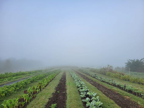 Scenes around the farm this week
