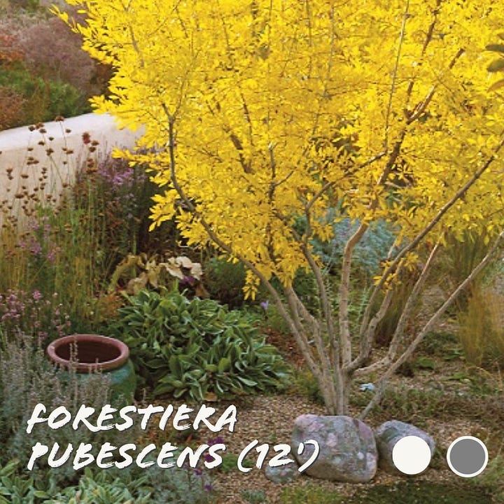 Southwest native plants for a Japanese dry river garden