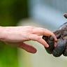 Primatology.net