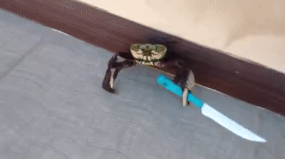 Viral Video UK: Gangster crab! on Make a GIF Viral Video UK: Gangster crab! on Make a GIF
