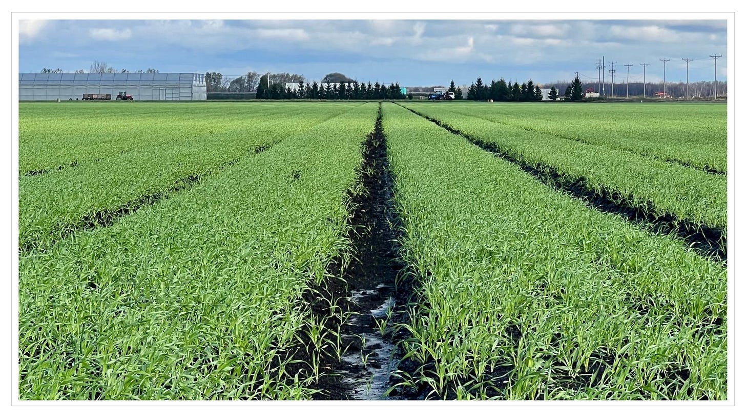 Deep rows, black soil with wide rows of early crops of wheat