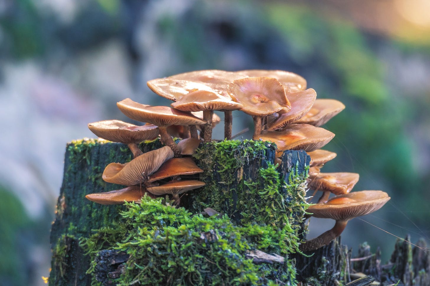 The fungal kingdom's unique properties could be used to help advance scientific breakthroughs.