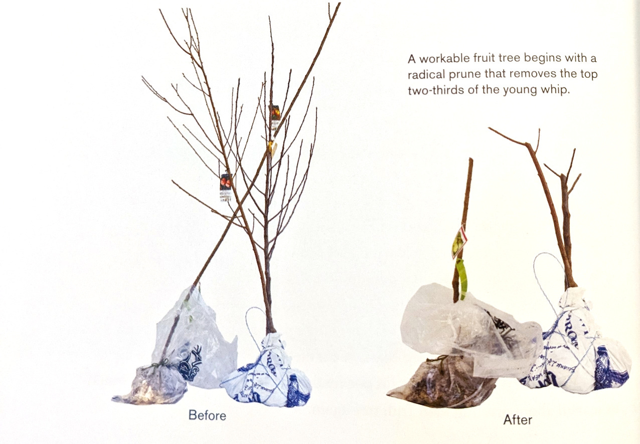 a 'before' and 'after' photo side-by-side. first photo shows two tree saplings in bags ready to plant. second photo shows trees cut much shorter to 25% of height. a 'before' and 'after' photo side-by-side. first photo shows two tree saplings in bags ready to plant. second photo shows trees cut much shorter to 25% of height.