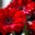 that red diary's avatar