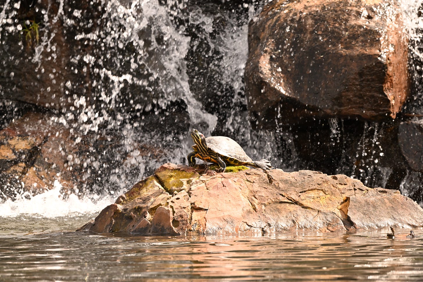 Turtle sunbathing on a large rock in a pond with a cascade of water behind it