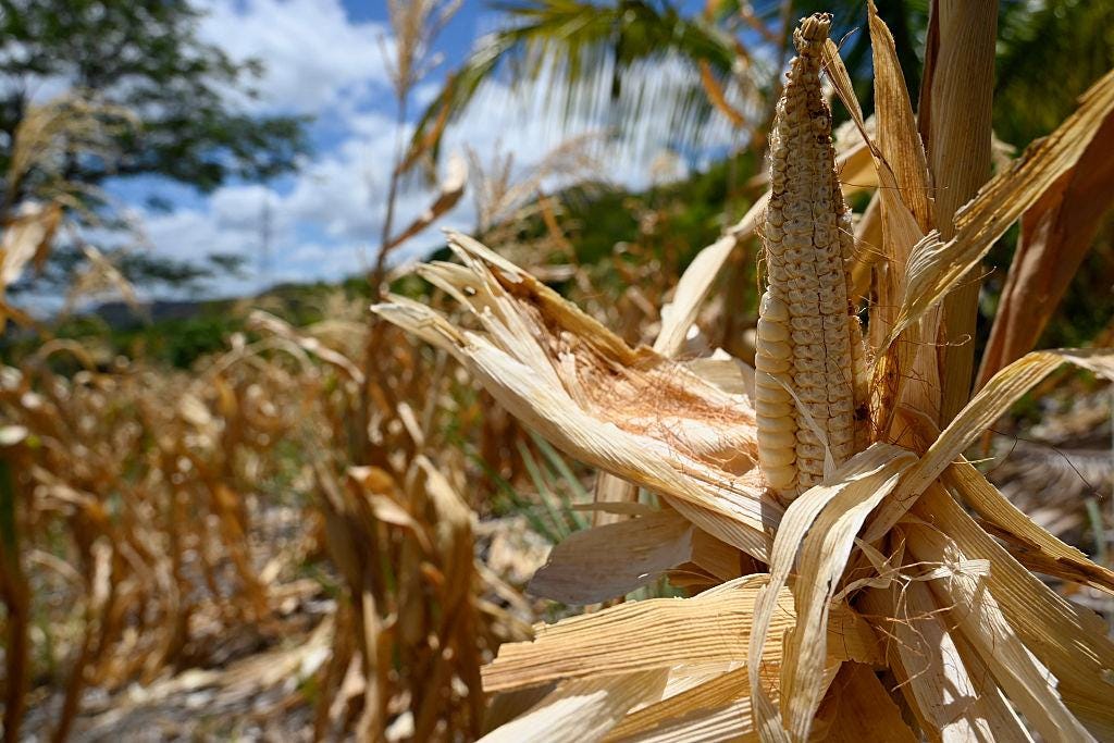HONDURAS-CLIMATE-WEATHER-EL NINO-DROUGHT