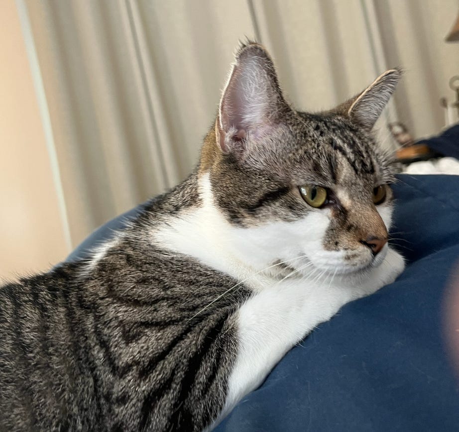 Lilly, a brown mackerel tabby and white cat, lying on a navy blue blanket with her head resting forward, looking off to the side.