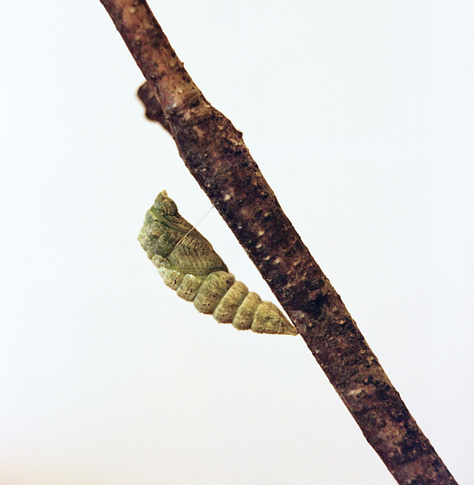 Ines found some caterpillars on our parsley plants, so Emily and I took a few in to raise them. I experimented with a macro extender for these ones.
