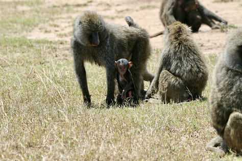 9 photos from Kenya of Jacob, his family, and various wild animals