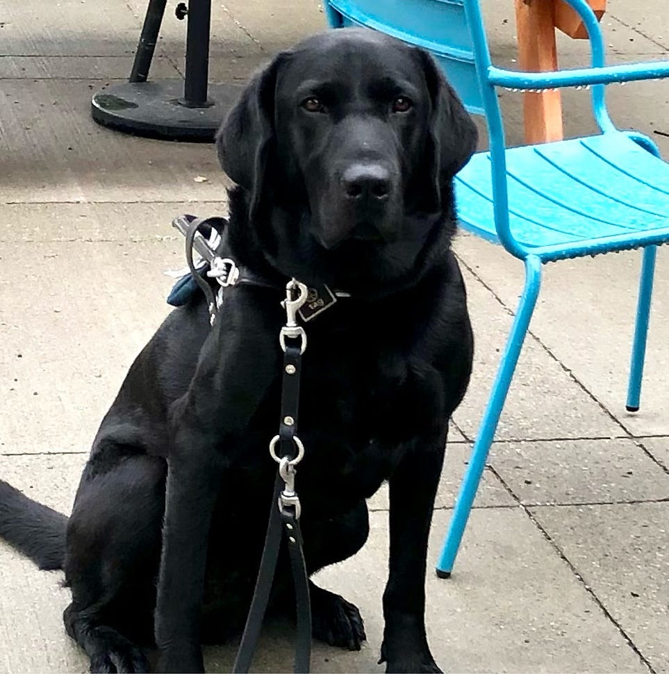 a picture of a black lab guide dog sitting by a blue chair