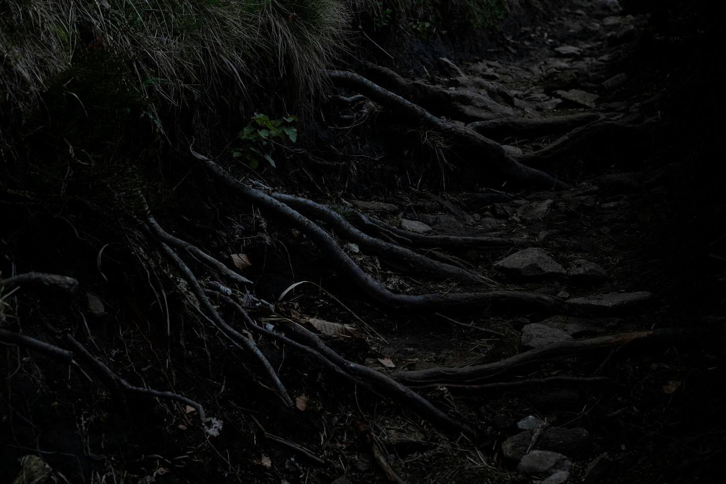 A photo of roots along the ground in a forest. 