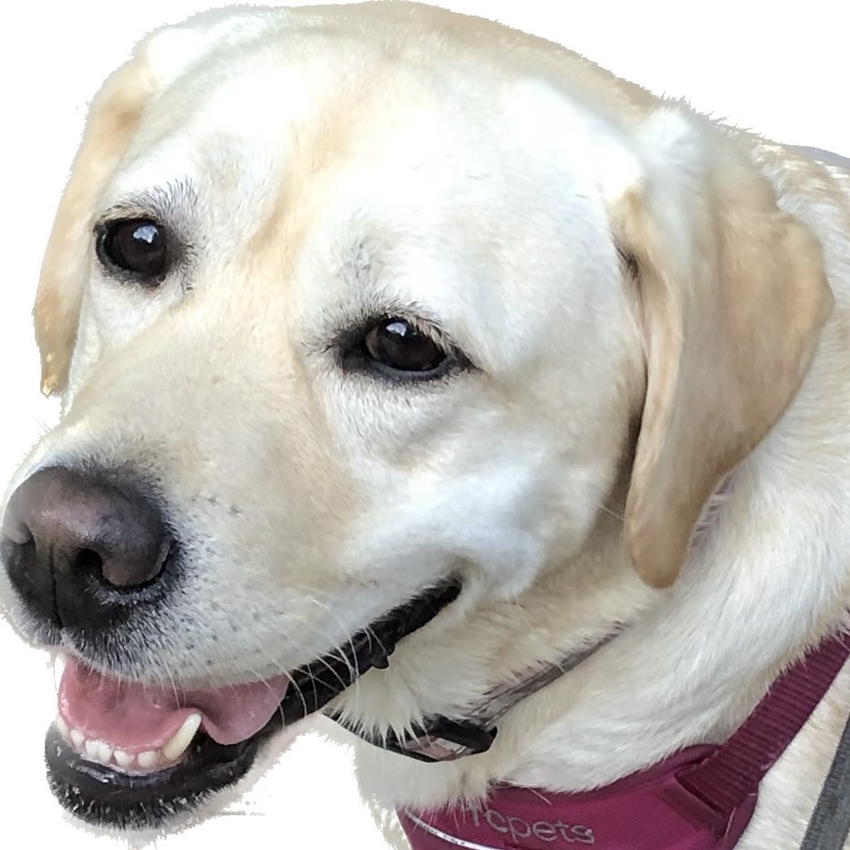 Living the Dream: Karilen’s Newsletter