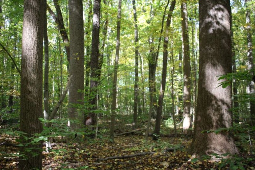 Tulip poplars, Warren Woods