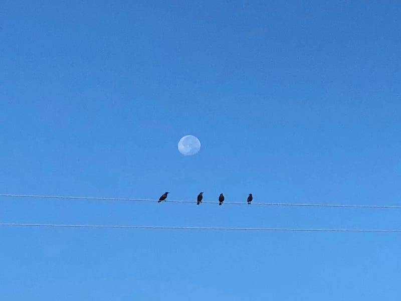 Birds on wire under the moon by Mary Tase