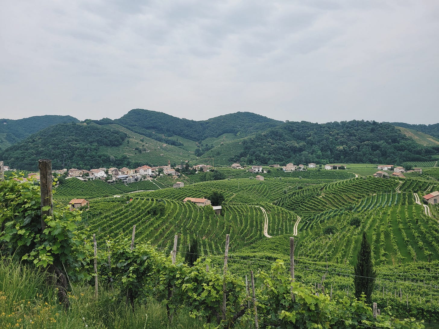 Vineyard rows following the hillsides of the Valdobbiadene Prosecco region Vineyard rows following the hillsides of the Valdobbiadene Prosecco region