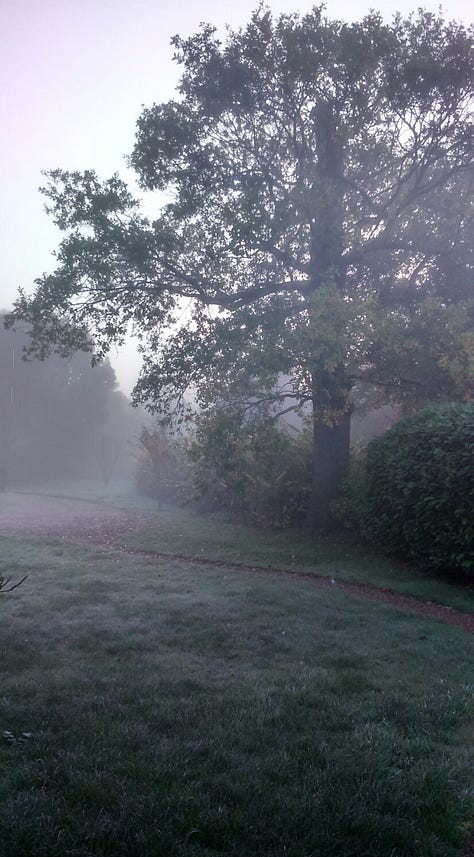 Oak tree in mist, oak tree surrounded by other trees and shrubs, close-up of oak leaves with sun glinting on raindrops.