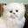 ThatWhiteCat's avatar