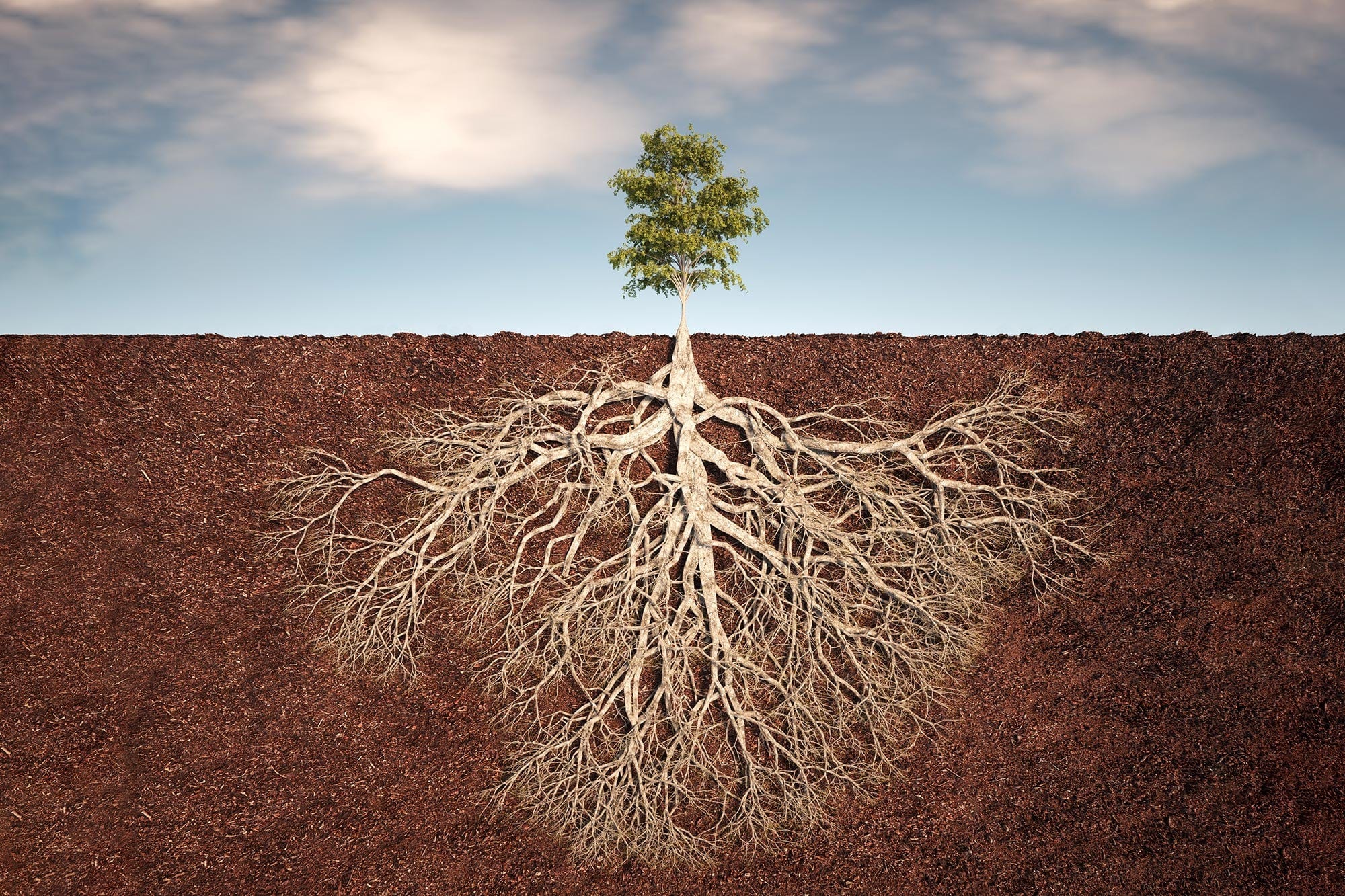 Rootless Identities - by Christian Petrillo