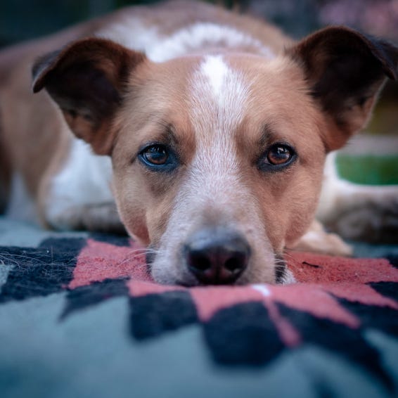 The Enlightened Dog Owner by Jen Sotolongo