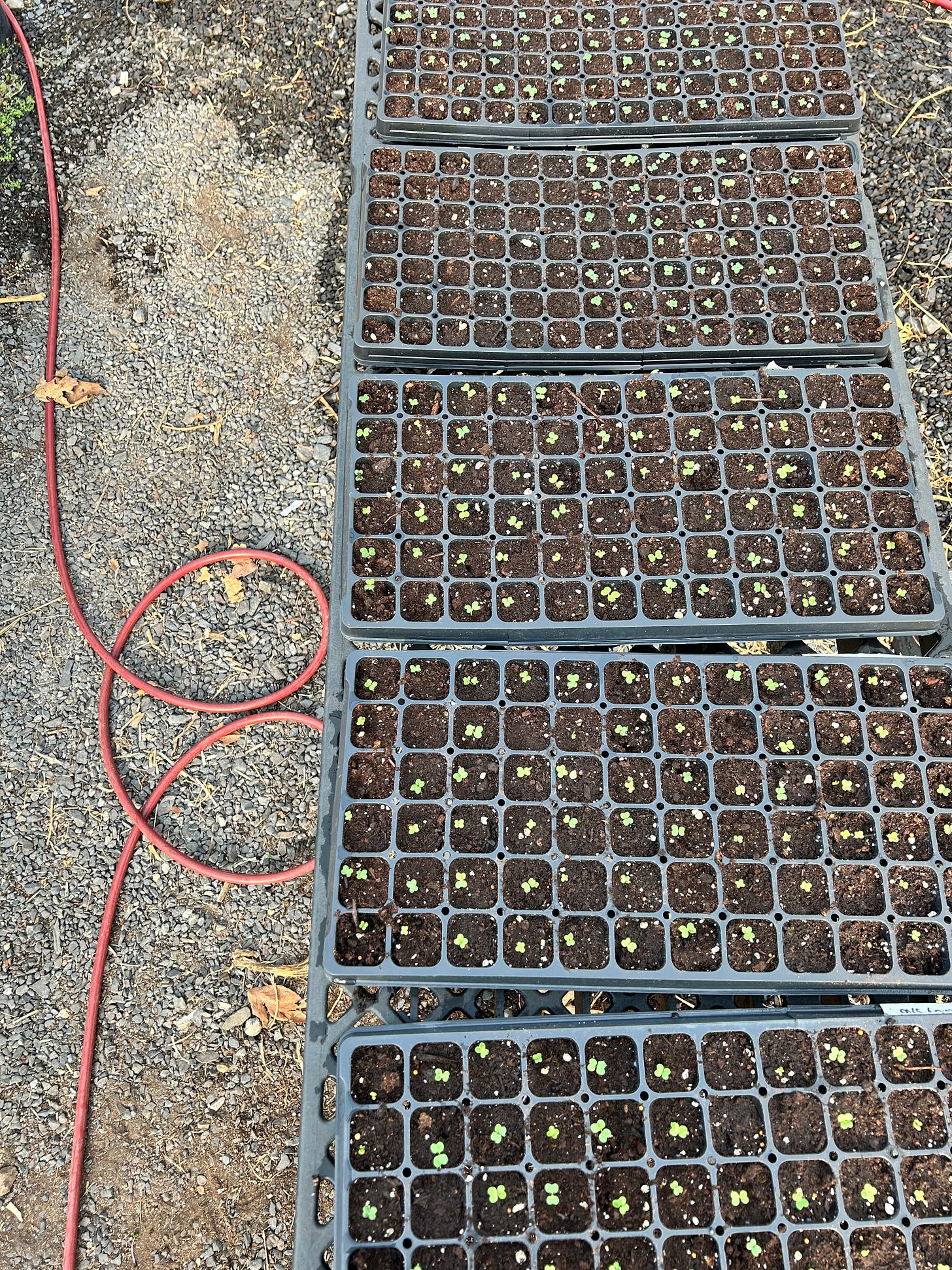 Five trays of very small seedlings on a table in the greenhouse. The gravel on the ground and a red hose are also visible.