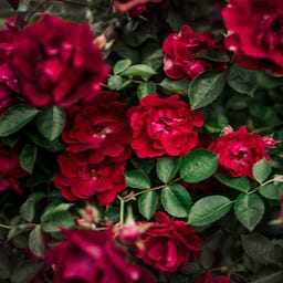 Her Side of the Lens