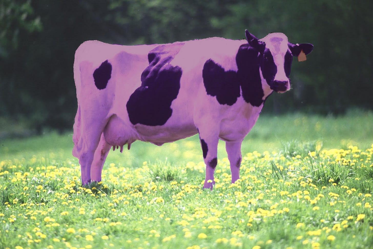 The Dreaded Purple Cow of Death | The Order of the Good Death The Dreaded Purple Cow of Death | The Order of the Good Death