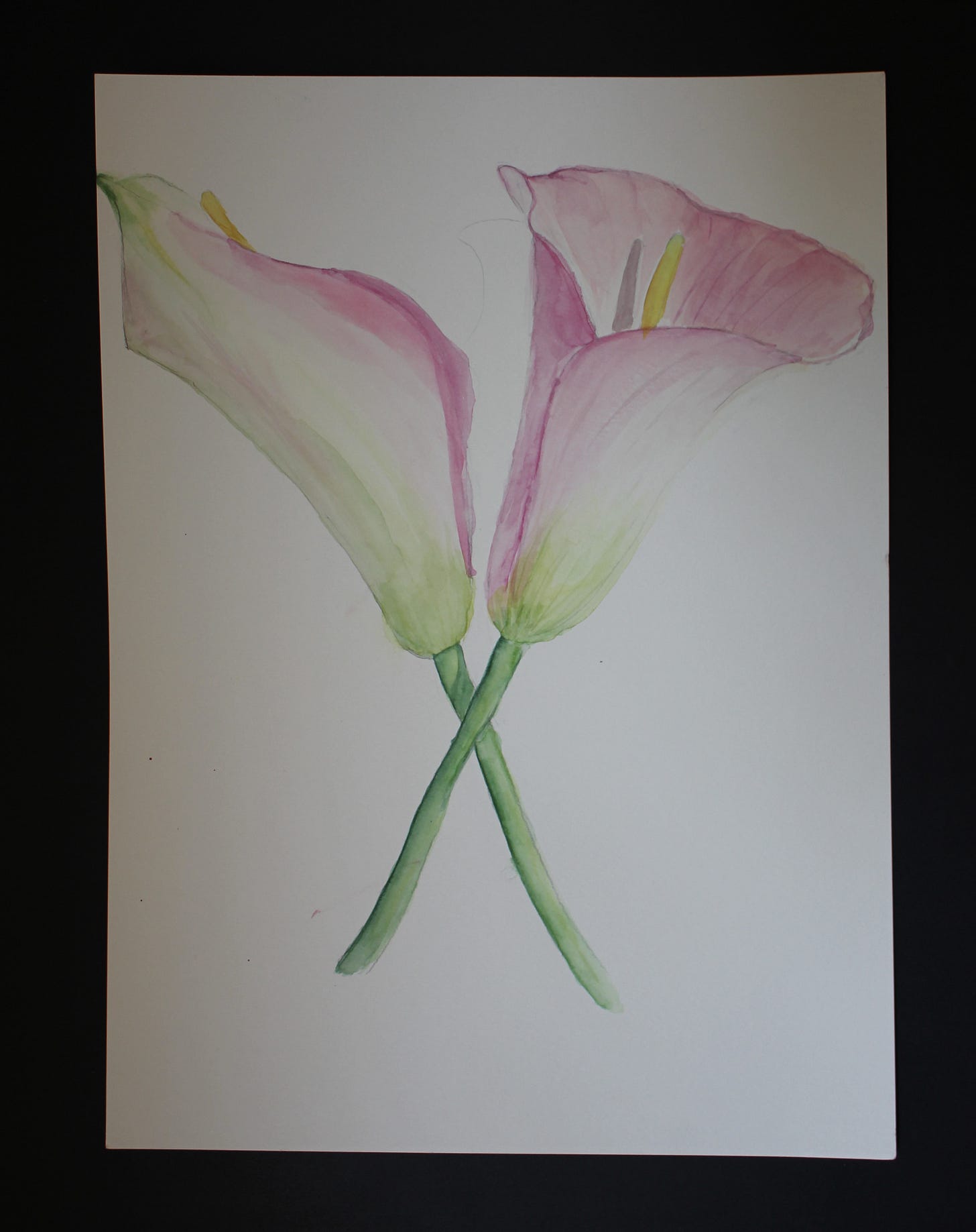 Watercolor painting of two pink calla lilies with soft green stems, inspired by a botanical flower reference photo.