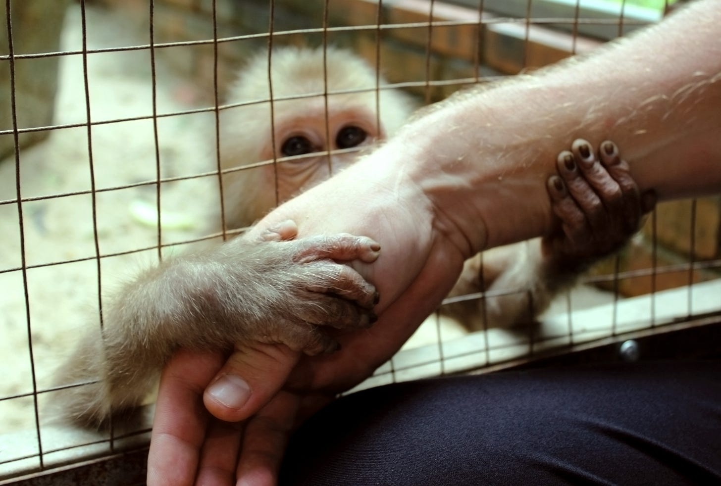 Sentientism asserts moral consideration for all beings capable of experiencing suffering or joy, emphasizing sentience as the basis for ethical consideration. Vegans advocate for extending moral consideration to animals, recognizing their capacity for suffering. Sentientism asserts moral consideration for all beings capable of experiencing suffering or joy, emphasizing sentience as the basis for ethical consideration. Vegans advocate for extending moral consideration to animals, recognizing their capacity for suffering.