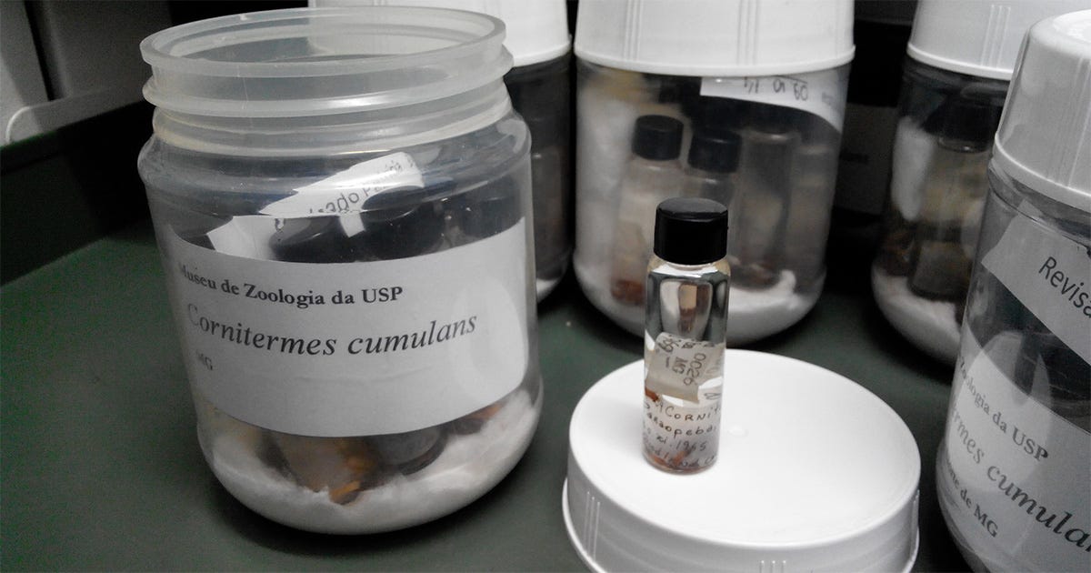 Fotografia em close-up de potes e frascos de vidro de uma coleção científica do Museu de Zoologia da USP, contendo amostras preservadas da espécie de cupim Cornitermes cumulans.