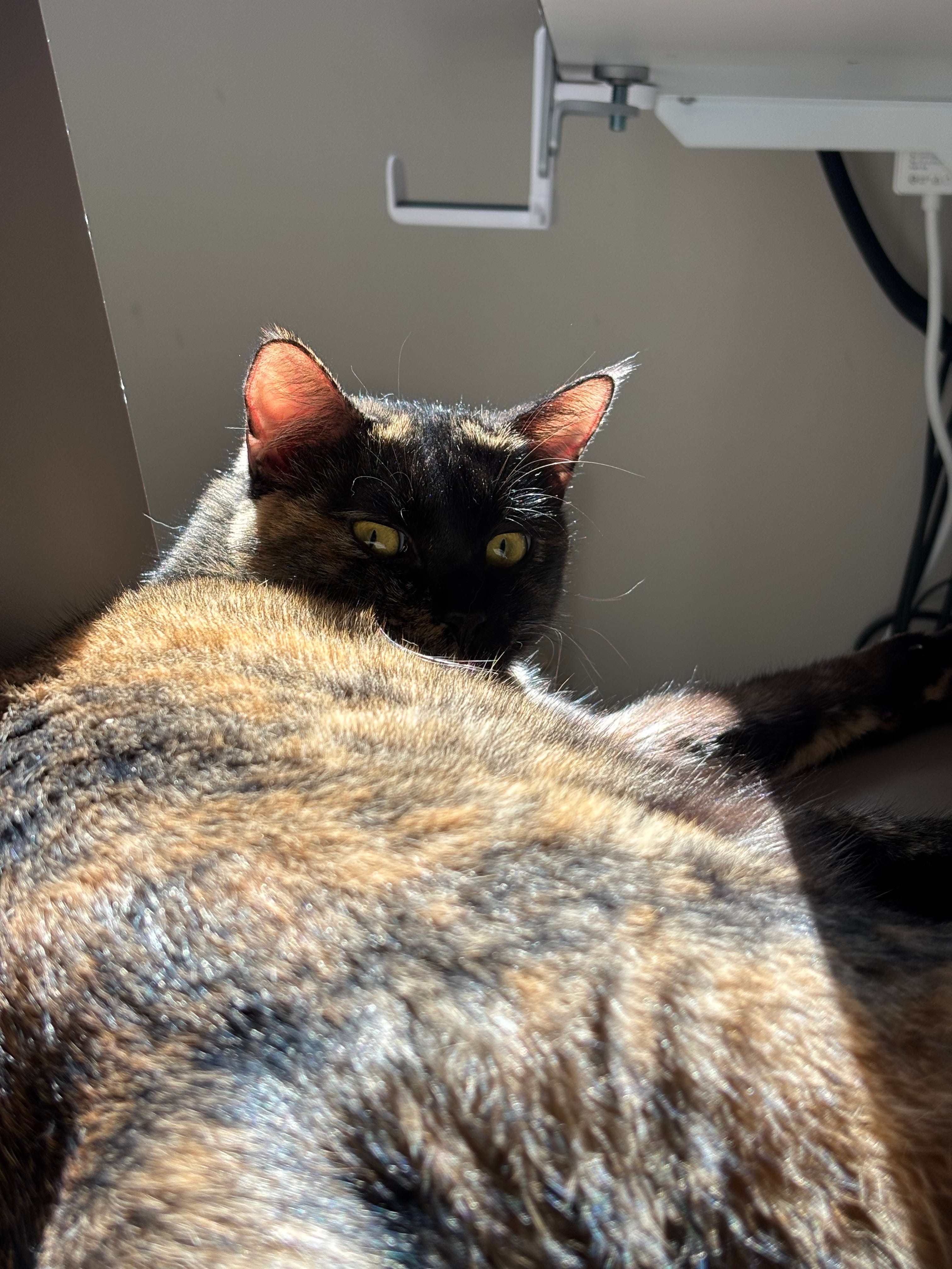 歡歡週報派送中’s Substack