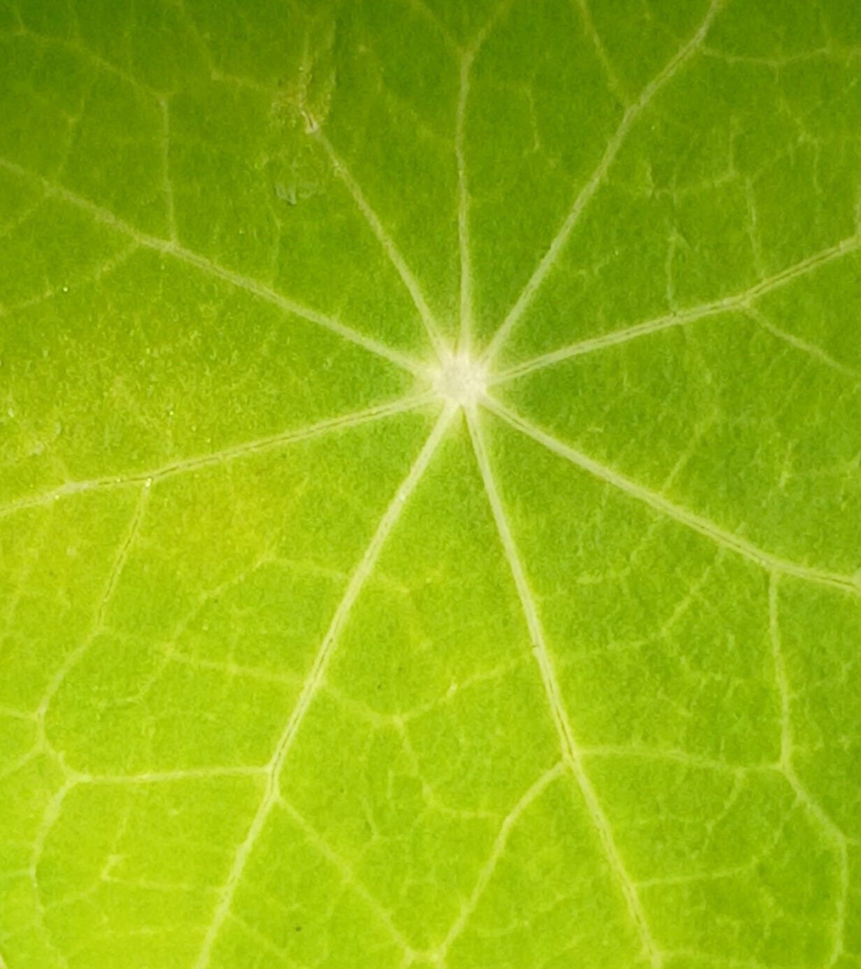 Photo en très gros plan d’une feuille de capucine vert clair. Son centre blanc se déploie en fines nervures comme les rayons d’un long soleil-araignée. Entre chaque rayon on distingue d’autres fines nervure qui donnent à la feuille une texture marbrée.