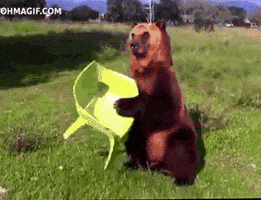 Bear with me