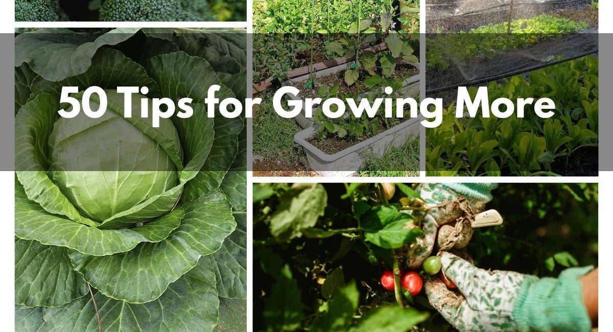 50 Tips for Growing More Vegetables This Year 