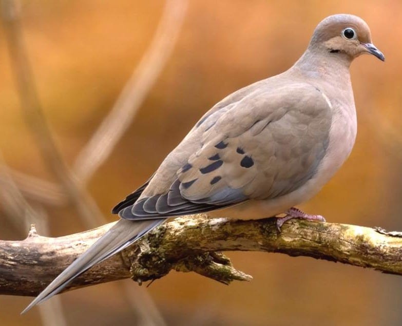 Mourning Dove Overview, All About Birds, Cornell Lab of Ornithology Mourning Dove Overview, All About Birds, Cornell Lab of Ornithology