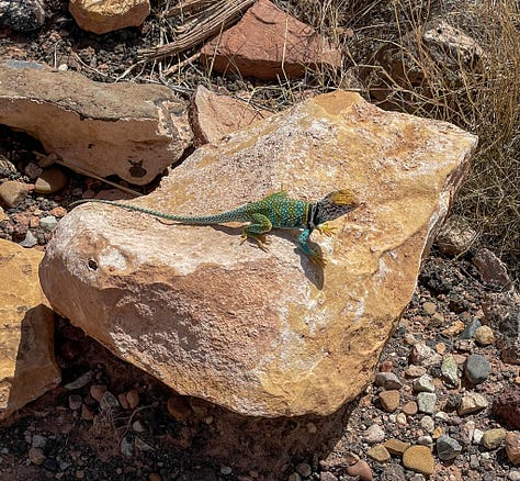 collared lizard on the trail to Box Canyon Ruins in Wupatki national Monument