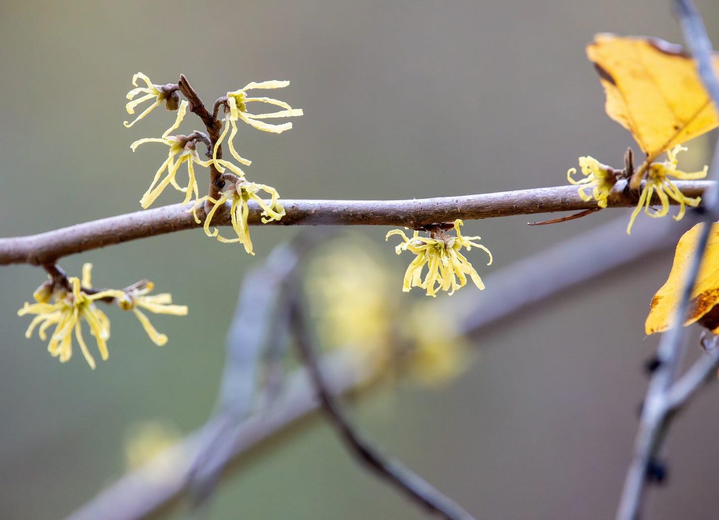 witch hazel bloom 