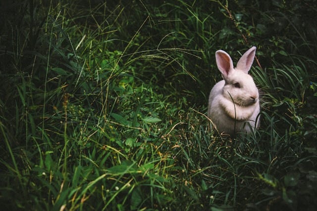 A white rabbit sits among long green grass.