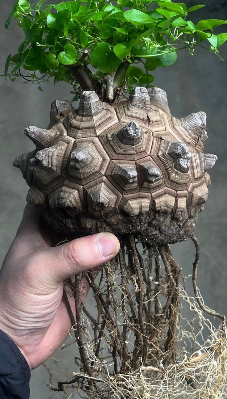 This may contain: a hand holding up a small turtle planter with roots growing out of it's shell